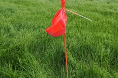 Nu ist es auffälliger