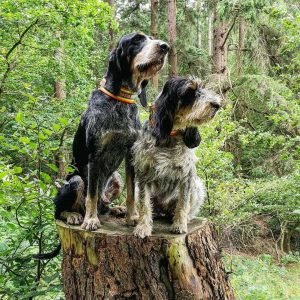 Griffon Bleu de Gascogne