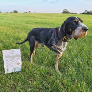 Griffon Bleu de Gascogne Jagdgebrauchshund