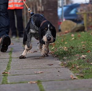 Ausbildung Mantrailer